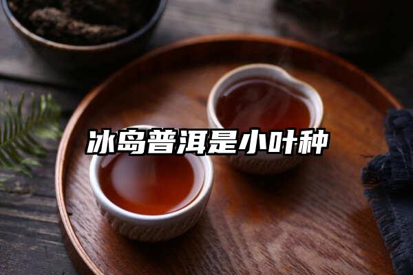 冰岛普洱是小叶种