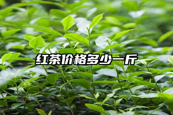 红茶价格多少一斤