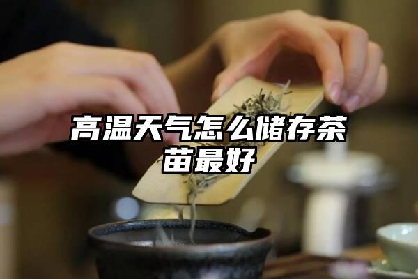 高温天气怎么储存茶苗最好