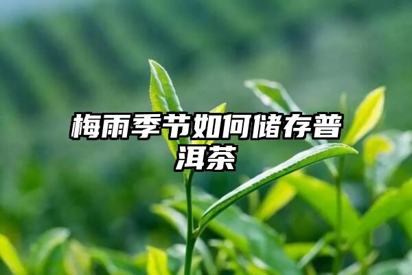 梅雨季节如何储存普洱茶