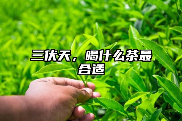 三伏天，喝什么茶最合适