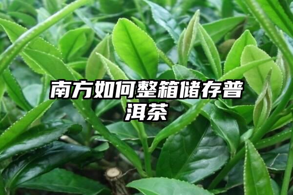 南方如何整箱储存普洱茶