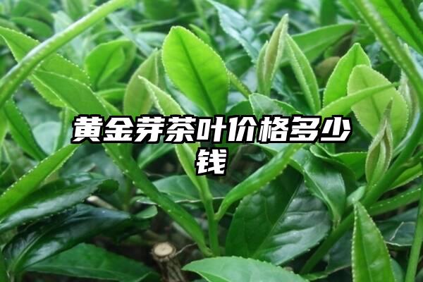 黄金芽茶叶价格多少钱