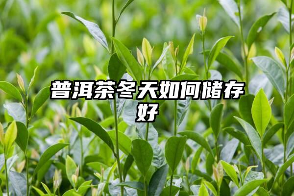 普洱茶冬天如何储存好