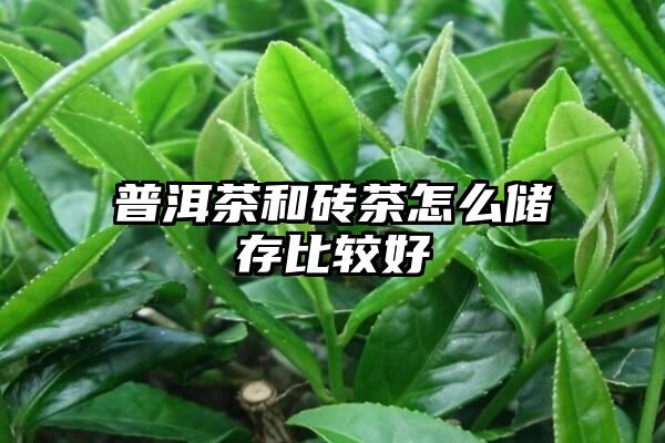 普洱茶和砖茶怎么储存比较好