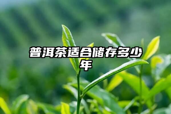 普洱茶适合储存多少年