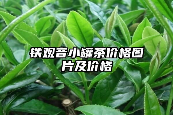 铁观音小罐茶价格图片及价格