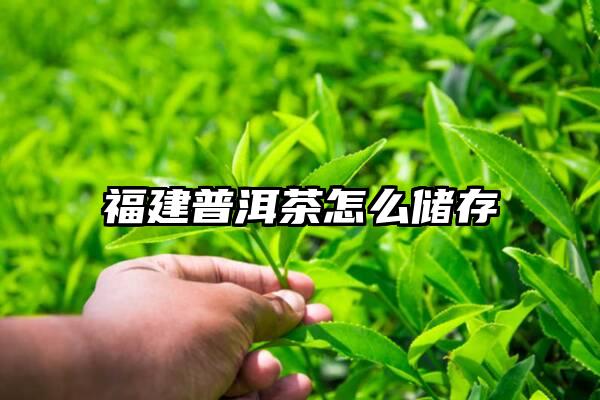 福建普洱茶怎么储存