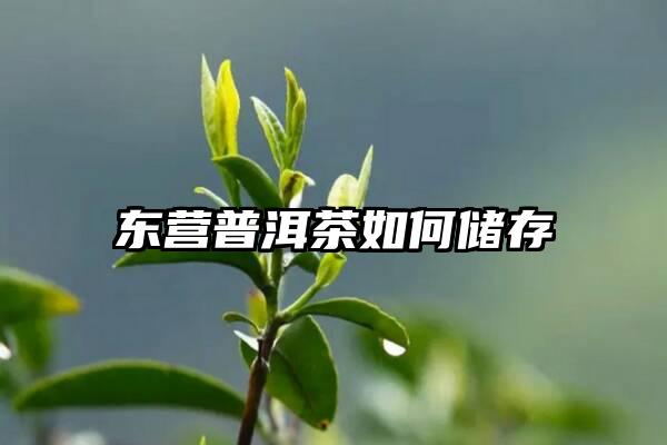 东营普洱茶如何储存