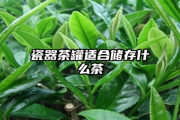 瓷器茶罐适合储存什么茶