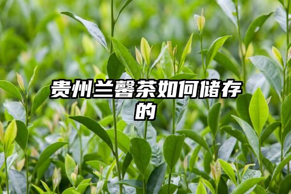 贵州兰馨茶如何储存的