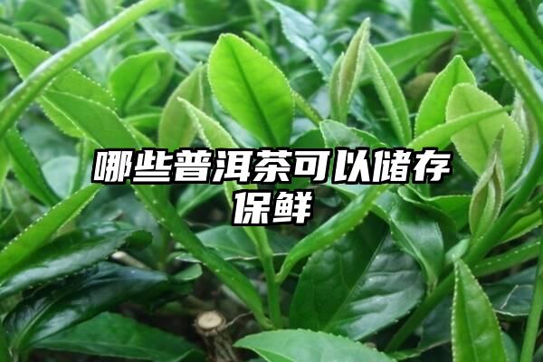 哪些普洱茶可以储存保鲜