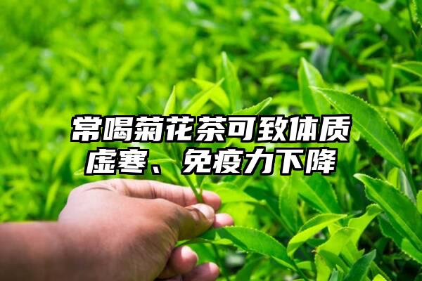 常喝菊花茶可致体质虚寒、免疫力下降