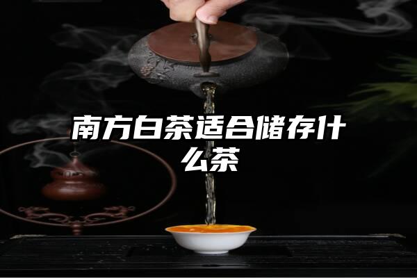 南方白茶适合储存什么茶