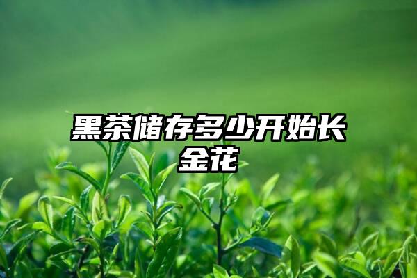 黑茶储存多少开始长金花