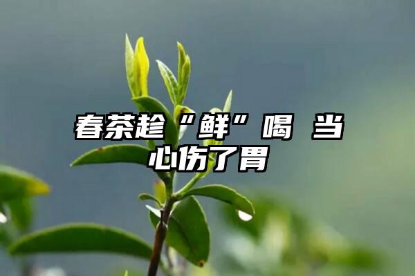 春茶趁“鲜”喝 当心伤了胃