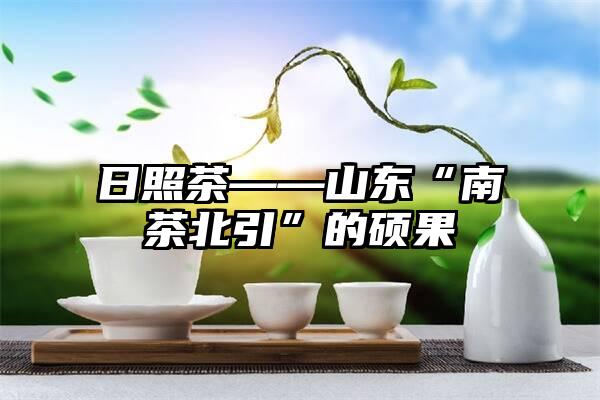 日照茶——山东“南茶北引”的硕果