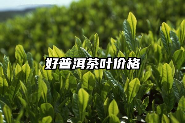 好普洱茶叶价格