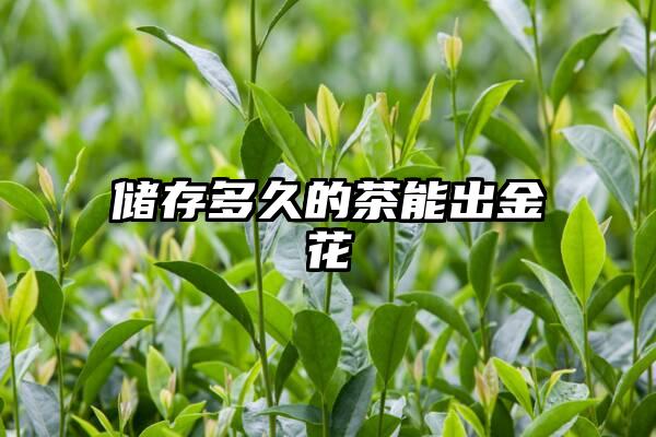 储存多久的茶能出金花