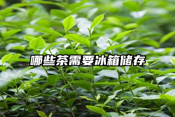 哪些茶需要冰箱储存