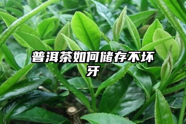 普洱茶如何储存不坏牙