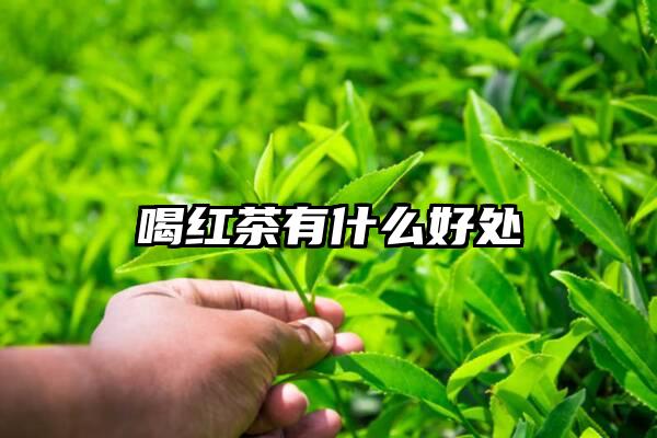 喝红茶有什么好处