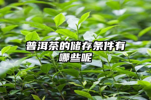 普洱茶的储存条件有哪些呢