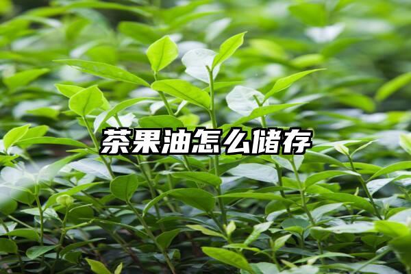 茶果油怎么储存