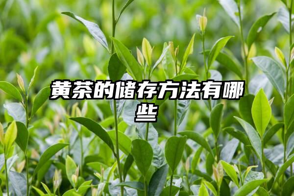 黄茶的储存方法有哪些