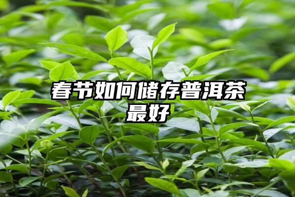 春节如何储存普洱茶最好