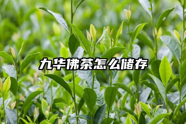 九华佛茶怎么储存