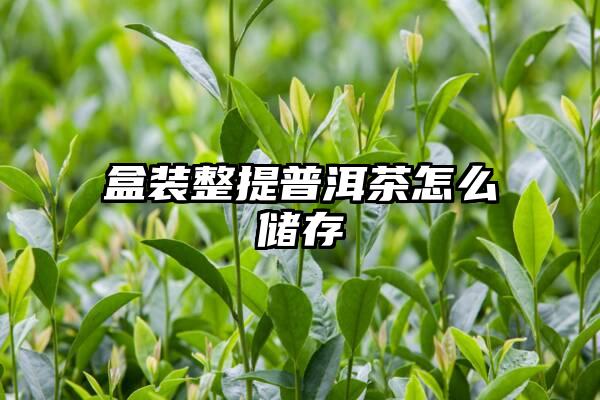 盒装整提普洱茶怎么储存