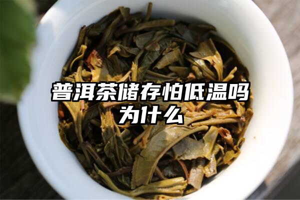 普洱茶储存怕低温吗为什么