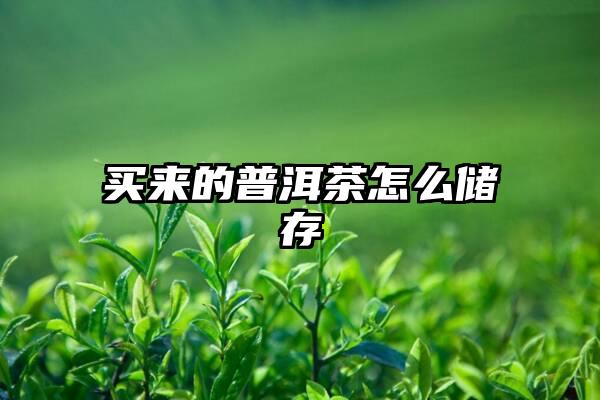 买来的普洱茶怎么储存