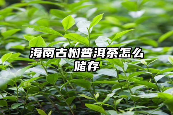 海南古树普洱茶怎么储存