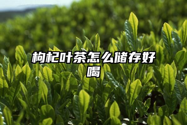 枸杞叶茶怎么储存好喝