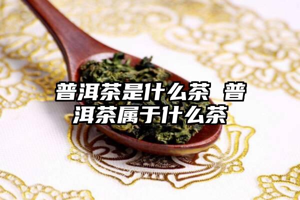 普洱茶是什么茶 普洱茶属于什么茶