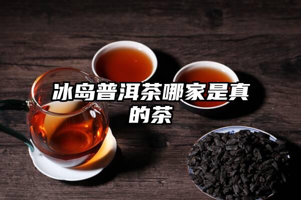 冰岛普洱茶哪家是真的茶