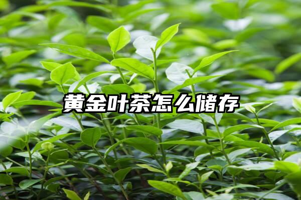 黄金叶茶怎么储存