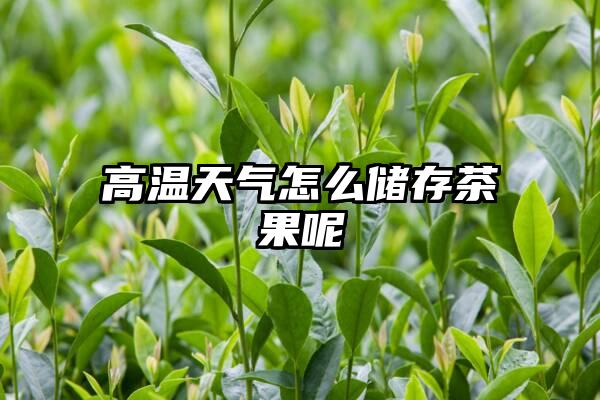 高温天气怎么储存茶果呢