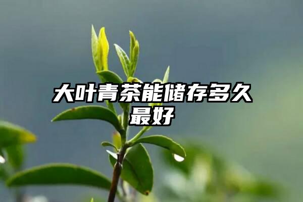 大叶青茶能储存多久最好