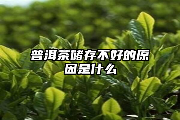 普洱茶储存不好的原因是什么