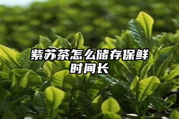 紫苏茶怎么储存保鲜时间长