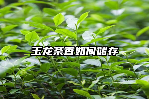 玉龙茶香如何储存