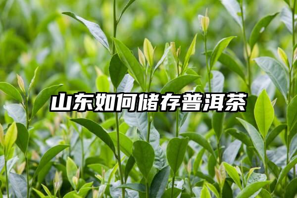 山东如何储存普洱茶