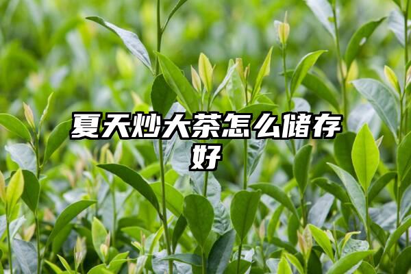 夏天炒大茶怎么储存好