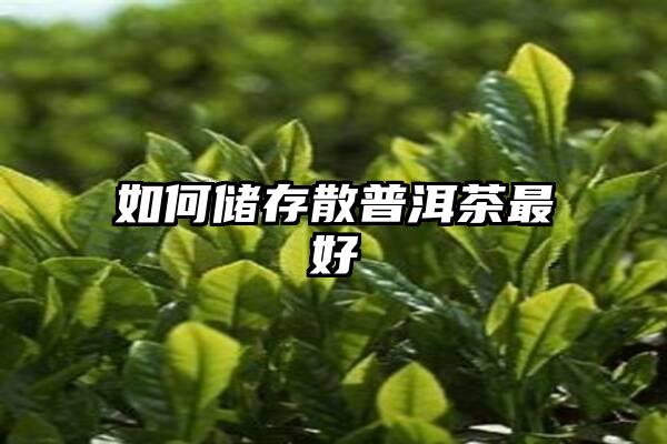 如何储存散普洱茶最好