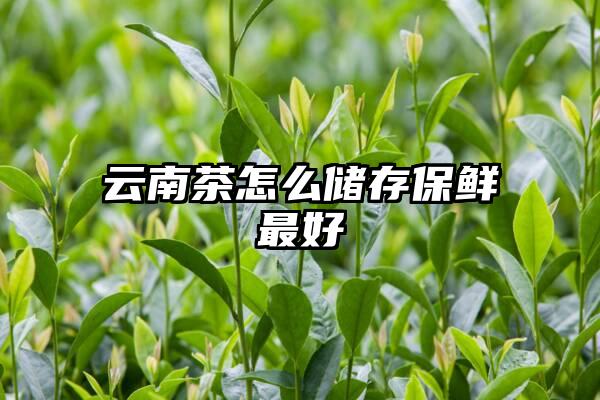 云南茶怎么储存保鲜最好