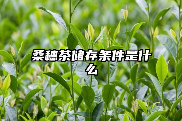 桑穗茶储存条件是什么