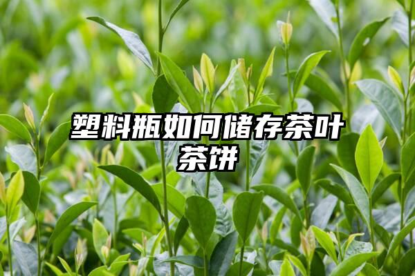 塑料瓶如何储存茶叶茶饼